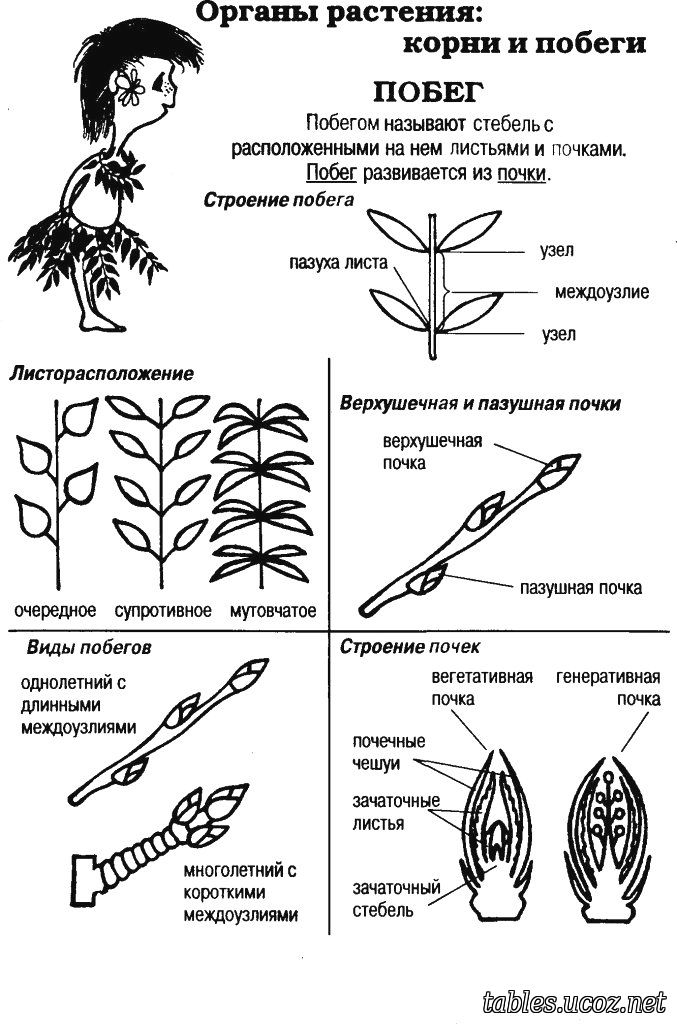Органы растения, корни и побеги