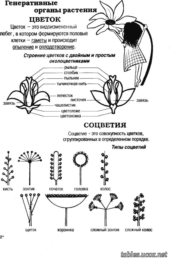 Генеративные органы растения. Цветок и соцветия