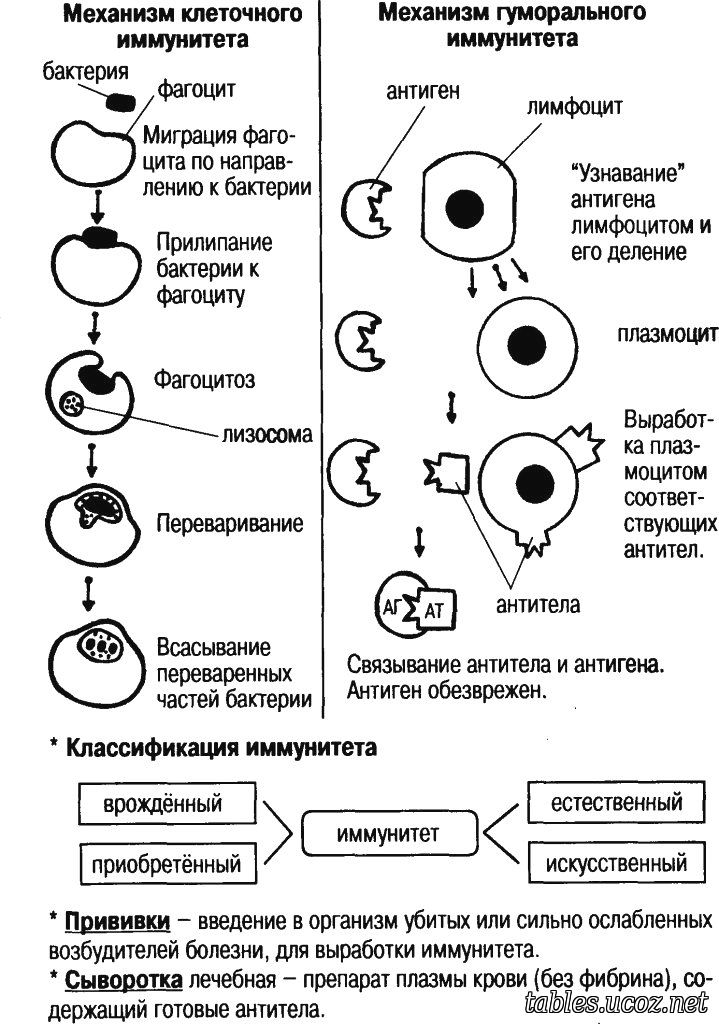 Механизм иммунитета, виды, классификация