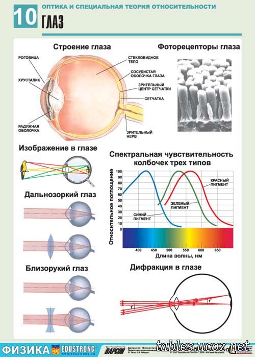 Строение и фоторецепторы глаза. Дифракция и изображение в глазе